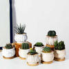 Flowerpot Ceramic Succulent Flowerpot Water Transfer Printing Home Gardening Decoration